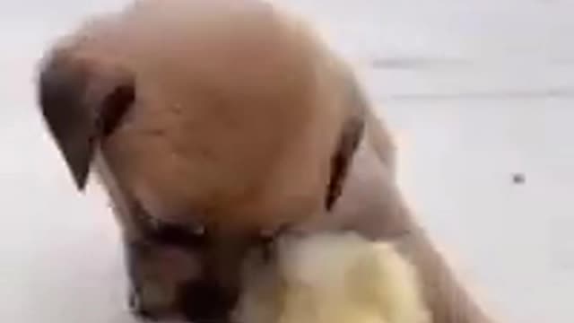 Cute puppy and chick fall in sleep together