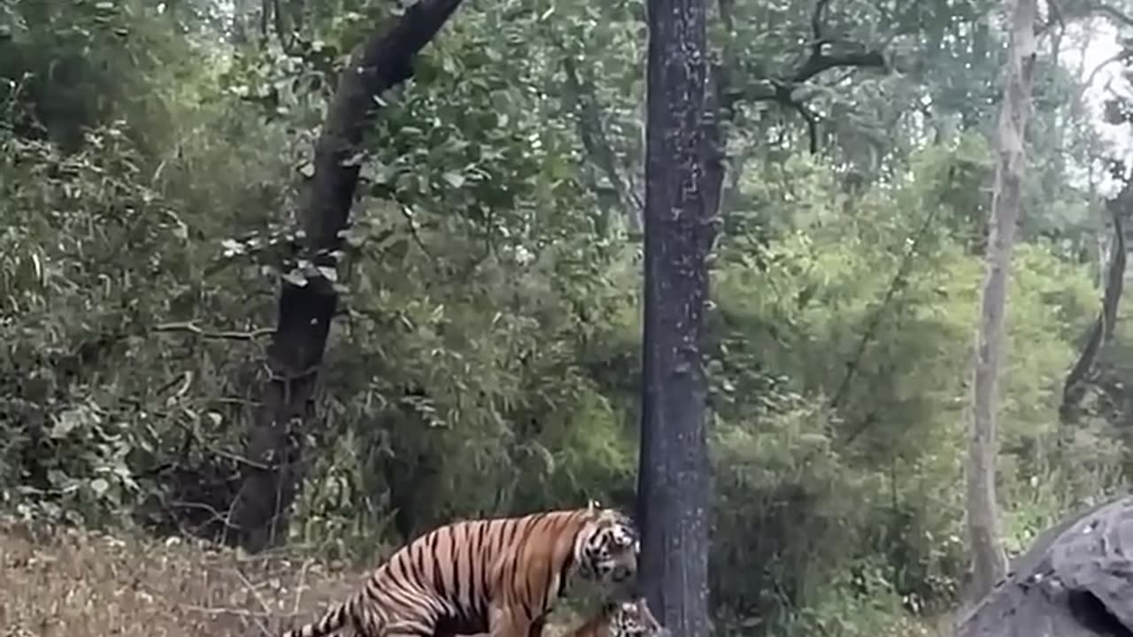 A rare sight 🐅#tiger #mating #kanhanationalpark #aarzookhurana #shortvideo #wildlife #short