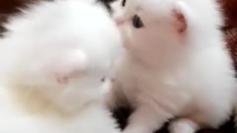 Beautiful and Cut Cats Videos