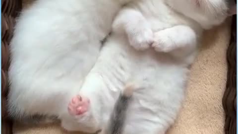 cute cats clips