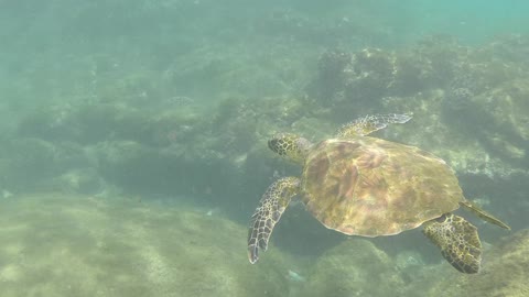 hawaii_following_turtle