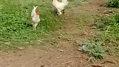 Chiken battle