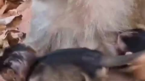 Funny video 🤣
