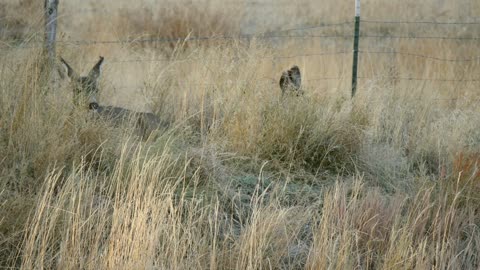 Small mule deer resting in the tall grass in the early morning