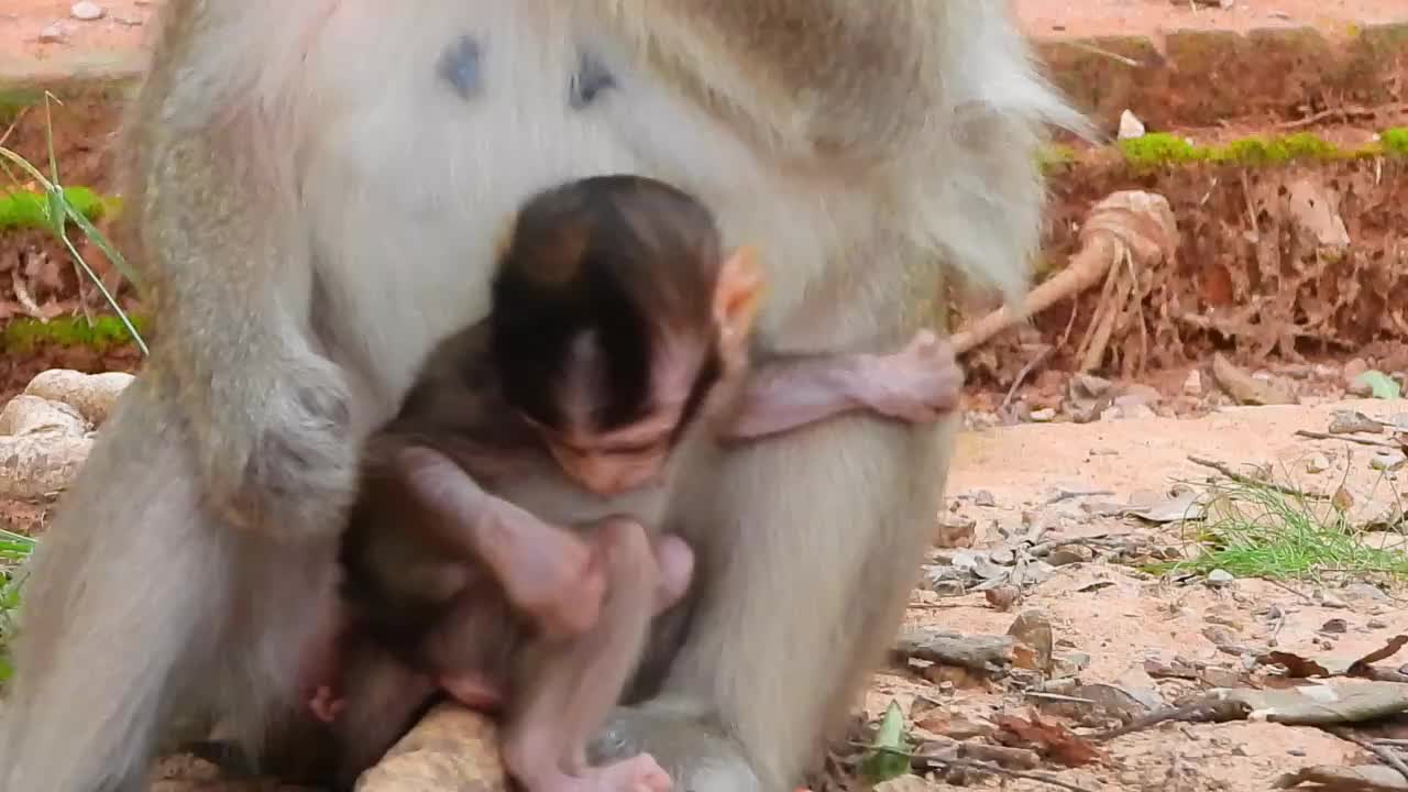Ginger with her baby Golda