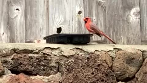 Daddy-O the Male Northern Cardinal