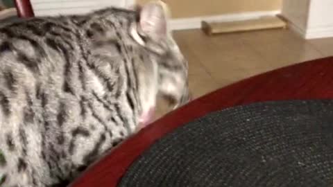 Cat Gags When he Smells Food