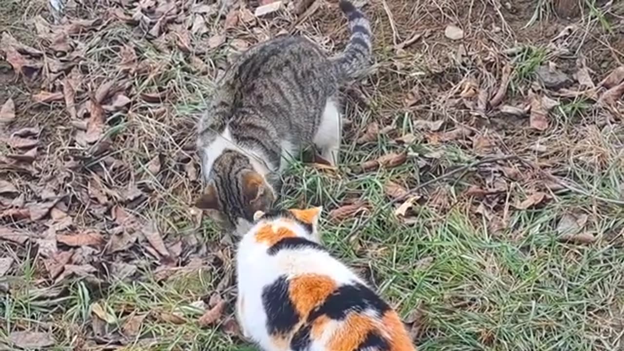 A cute colorful cat is sleeping