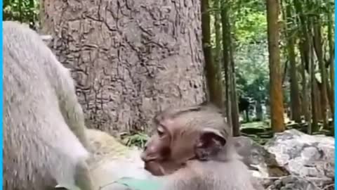 Cute sweetpear cry want mom