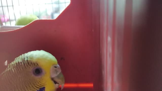 Badji birds You don't know boredom