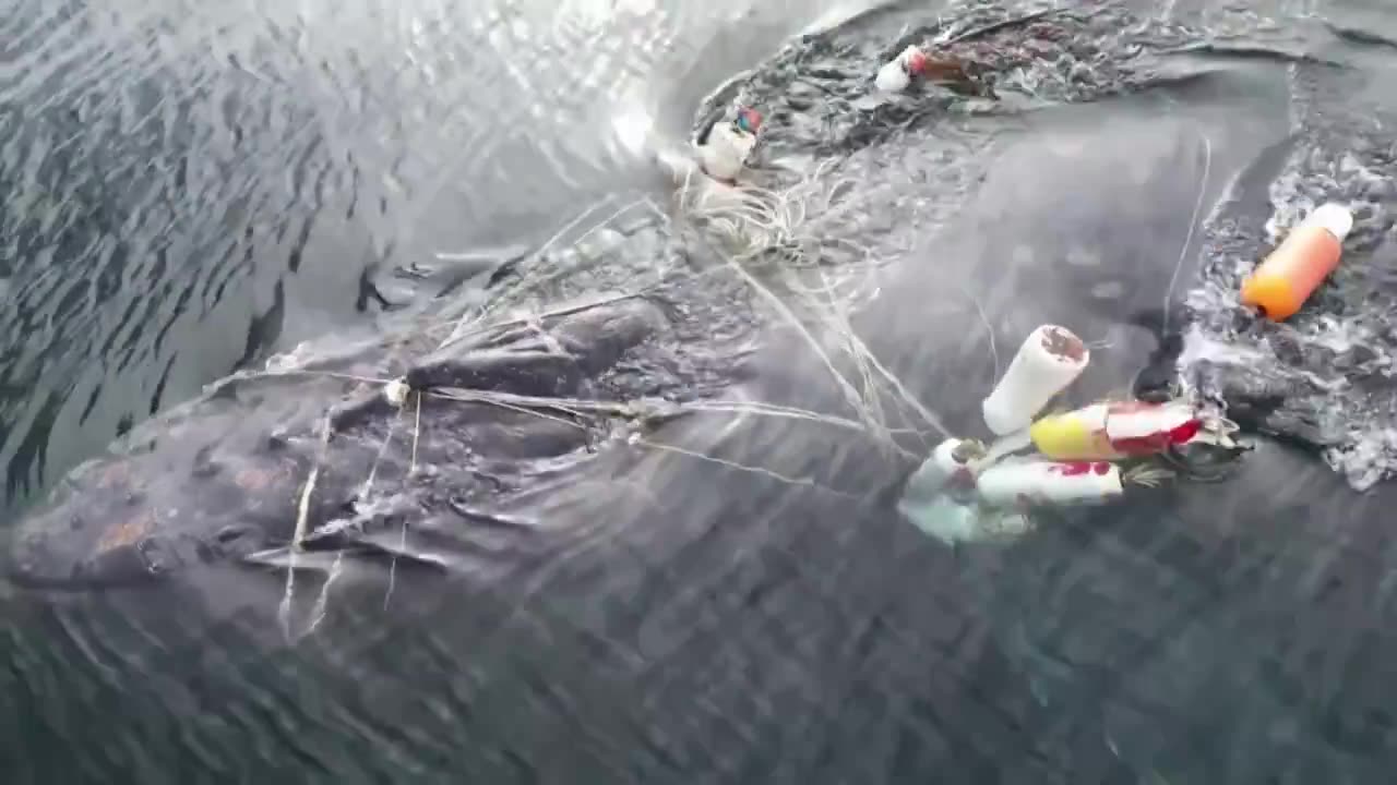 An Entangled Humpback Whale Has Been Safely Cut Free