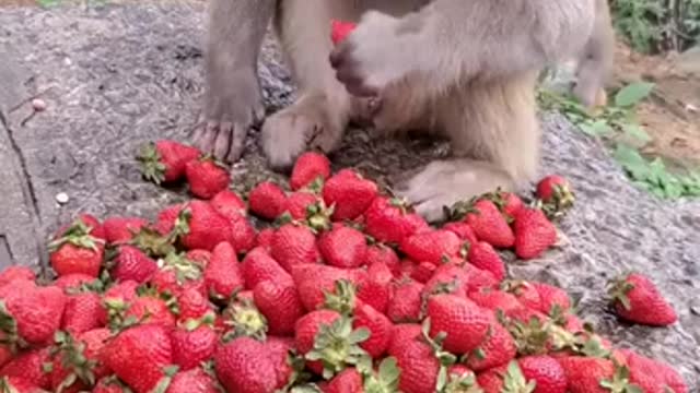 Funny Monkey Videos - A Funny Monkeys Compilation 2022