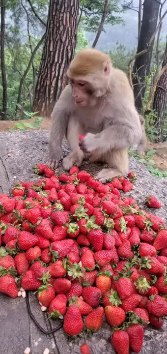 Funny Monkey Videos - A Funny Monkeys Compilation 2022