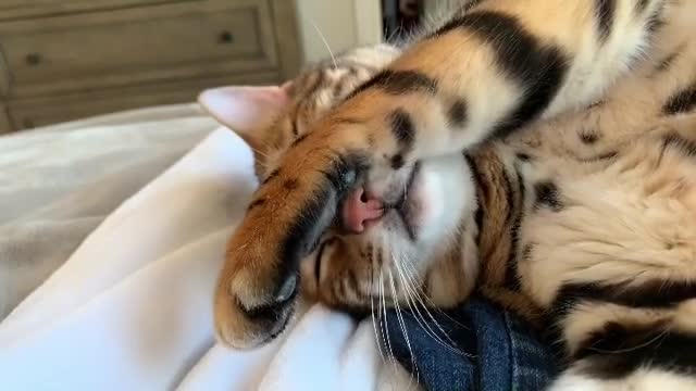 Cute Bengal Cat Is Just So Sleepy And Tired