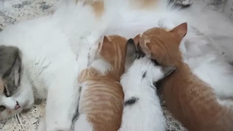 1 Month Old Triplet Kittens Breastfeeding