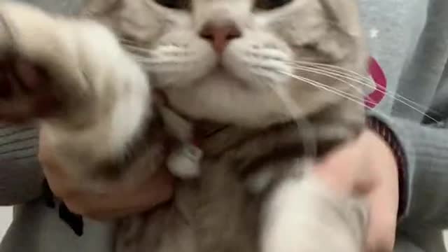 CATS will make you LAUGH YOUR HEAD OFF - Funny CAT compilation