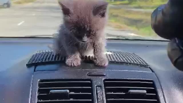 Cat in the car