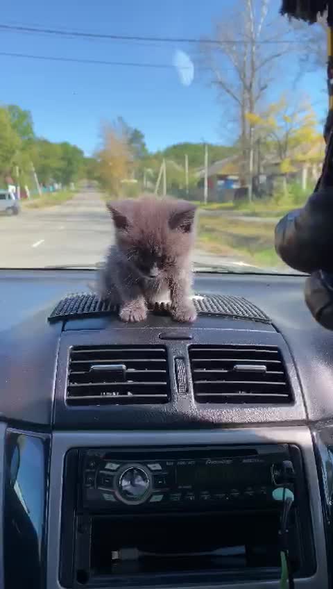 Cat in the car