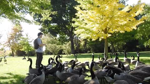 A man amongst the Geese, Mud Lake