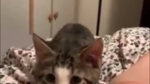 Funny cat compilation ##1 | Most cutest animal | 2022
