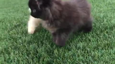 New born kitten training in park