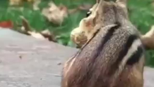 funny squirrel_animal compilation