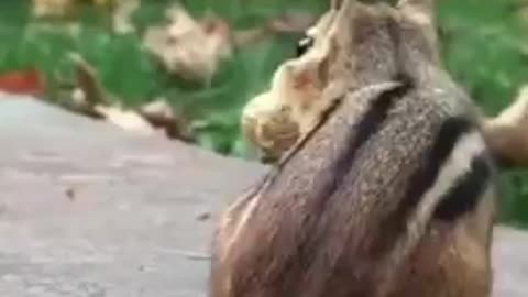 funny squirrel_animal compilation