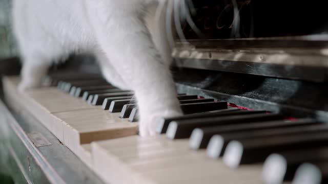 The cat is dancing on the piano keys