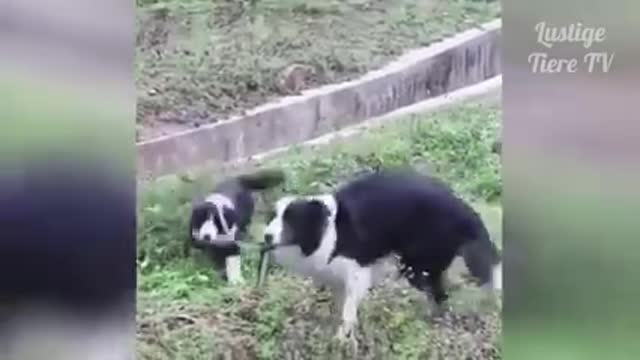 Cute Best Funny Cats and Dogs Compilation animals