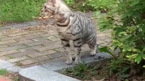 A walking cat