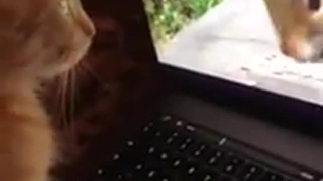 My kitten at home.