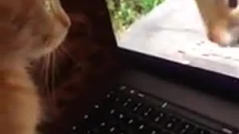 My kitten at home.