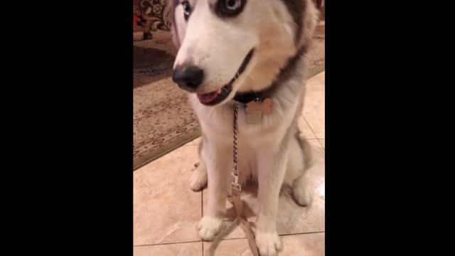 Husky dog listen amazing