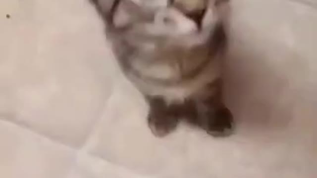 Cutest Singing Cat Ever❤️