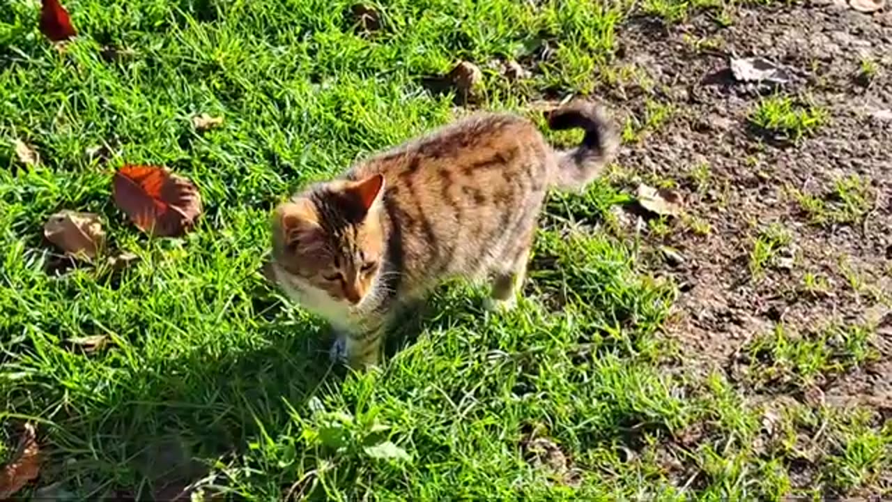 Friendly stray cats. Cute cat and cute kitten