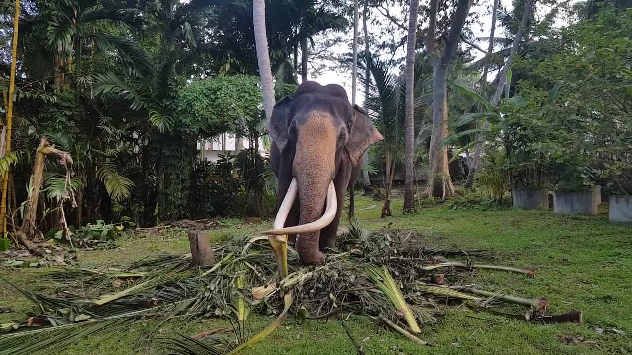 Largest Elephant Tusker | Largest Domestic Elephant