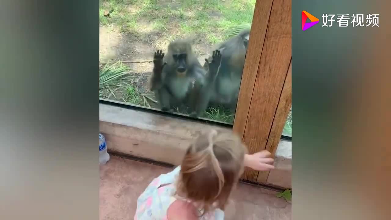 Check out the funny videos between children and animals