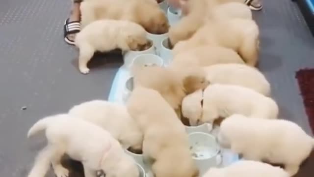 Funniest cute puppy dogs #shorts #
