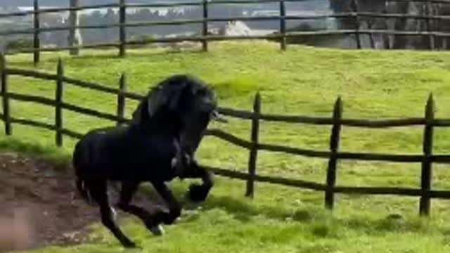 Dog & Horse playing together