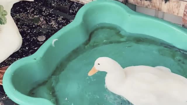 it’s your bath day... Quack quack quack quack...