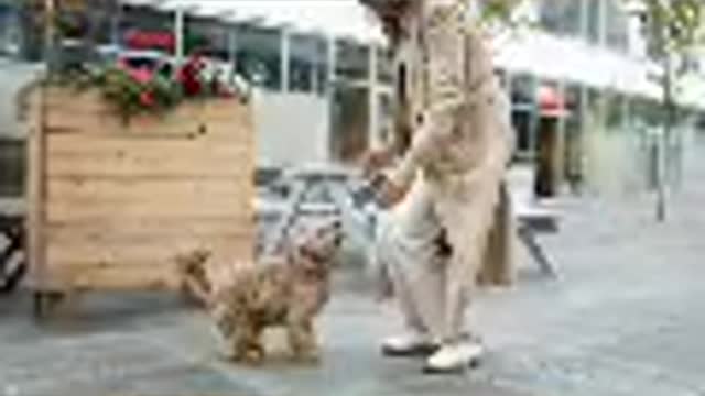 Funniest & cutest Labrador Puppies #2 -Funny Puppy video 2021 funny domestic animals 53 15 2021