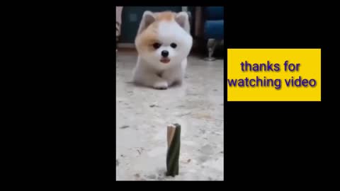 Funny dog video