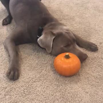 Gunnar and the Pumpkin