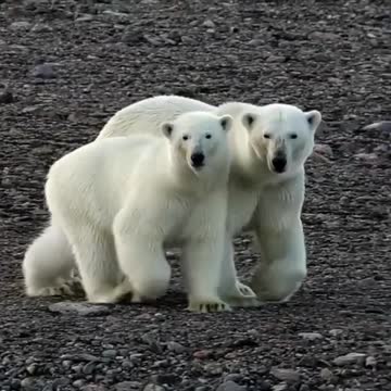 Polar bears on the Yamal Peninsula
