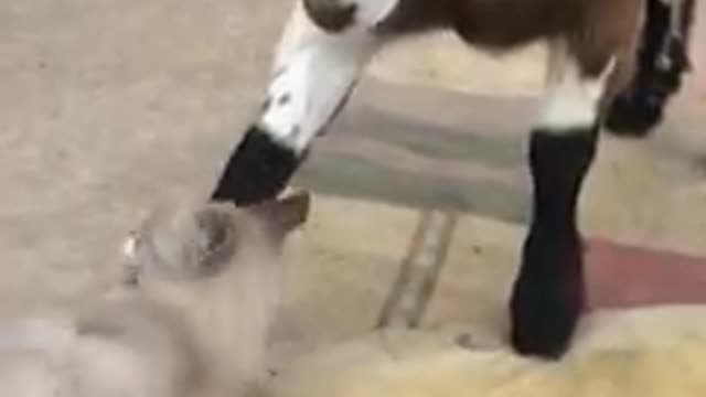 Best Funny animais vídeos