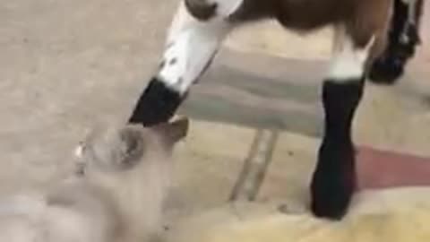 Best Funny animais vídeos