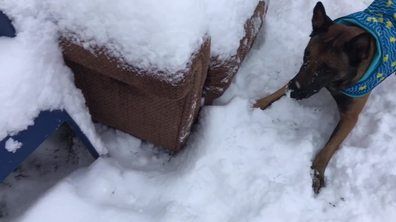 Snow Zoomies