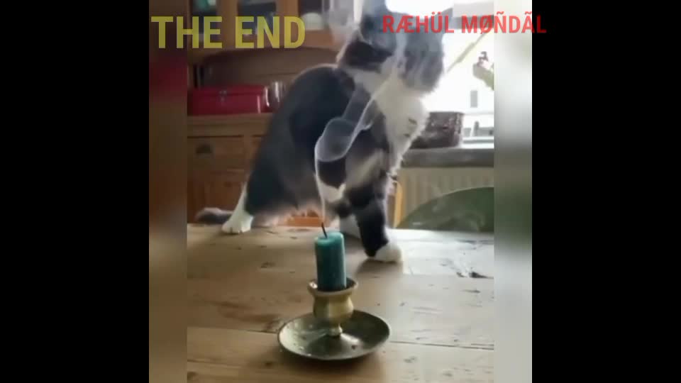 Funny cat try not to laung||😹😹😹