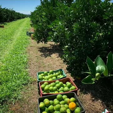 AGRO-SAFRA ALIMENTOS