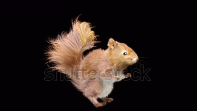 Dancing Sqirrel